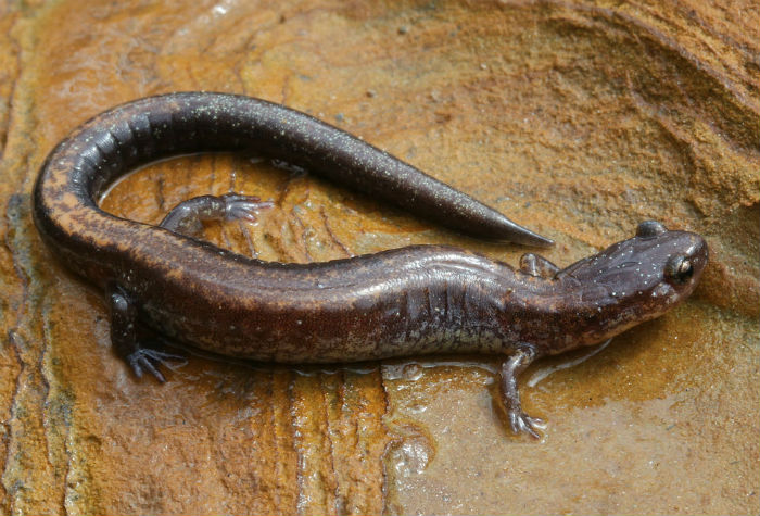 Redback Salamander